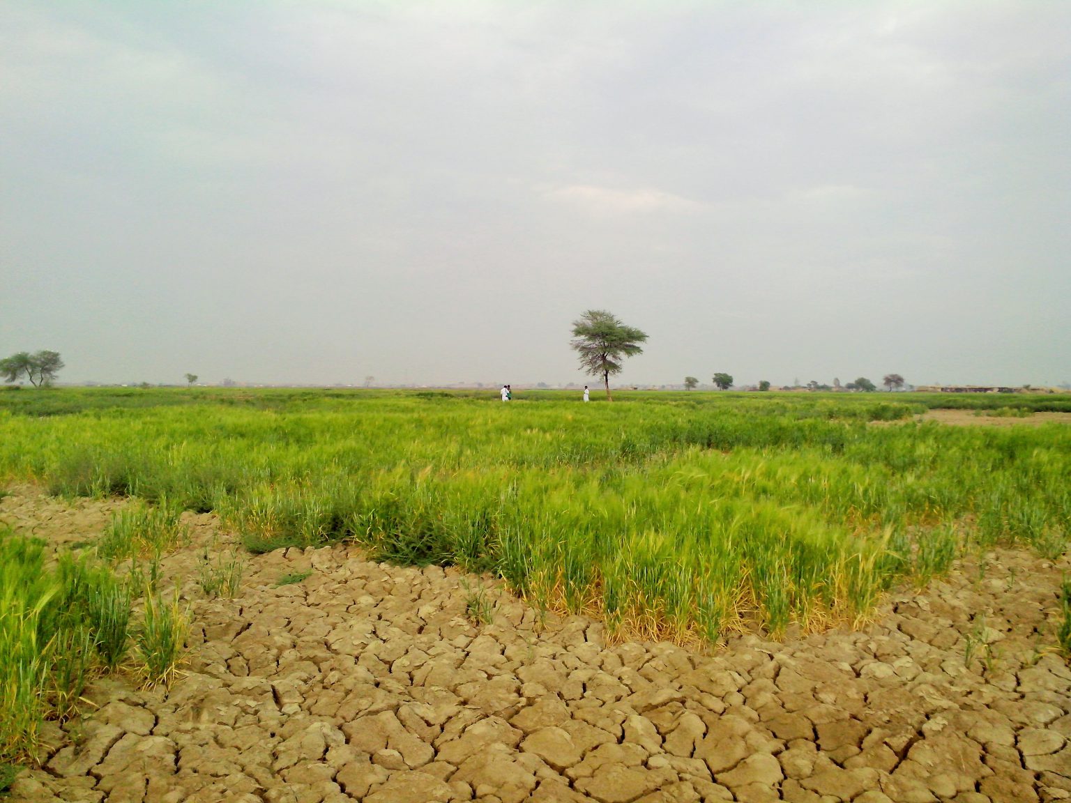 agricultural-challenges-declining-soil-fertility-threatens-crop